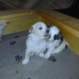 Shih Tzu Poodle Puppies Available in North Augusta, sc