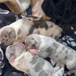 Staffordshire Bull Terrier Puppies Available in Crewe, va