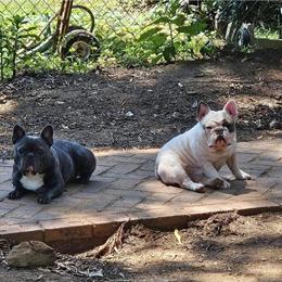 French Bulldog Studs Available in Charlotte, nc
