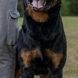 Rottweiler Puppies from Multi-Champion Bloodline in Kernersville, nc