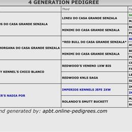 Male and Female Puppies Available - 11 Months Old in Jacksonville, fl