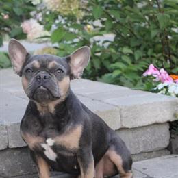 French Bulldog Indy Needs a Loving Home in Grand Rapids, mi
