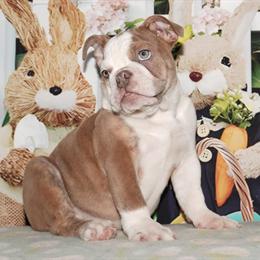 English Bulldog Puppies for Sale in Colorado Springs, co