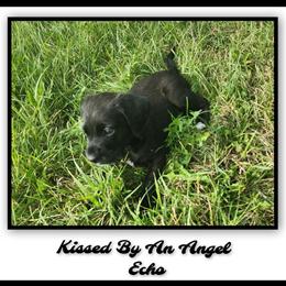 Female Labradoodle Puppy - Only One Left in Charlotte, mi