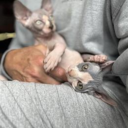 Sphynx Kittens Available for Waiting List in Huntington, in