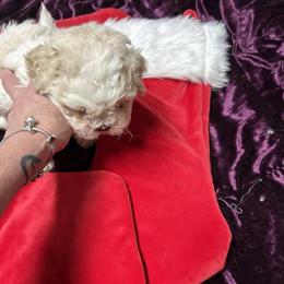 Shih Tzu Male Puppy Ready for Christmas in Salem, nh