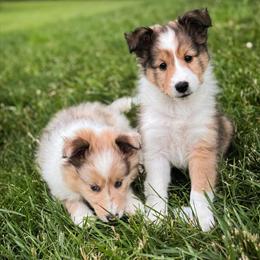 Shetland Sheepdog Puppies Ready for New Homes in Baltimore, md
