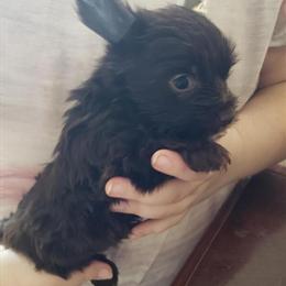 Dark Chocolate Male Yorkshire Terrier Available in Knoxville, tn