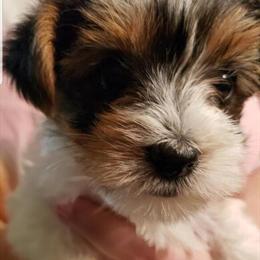 Yorkshire Terrier Puppy - CKC Registered in Knoxville, tn
