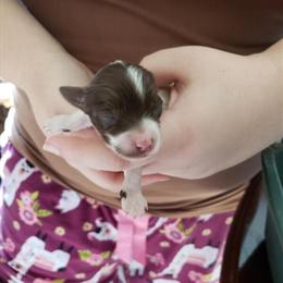 CKC Registered Yorkshire Terriers - Assorted Chocolates Available in Knoxville, tn