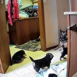 German Shepherd Puppies Ready for Adoption in Atlanta, ga