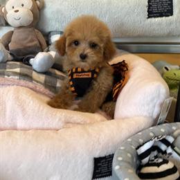 Teacup Poodle Puppy Princess Available Now in Detroit, mi