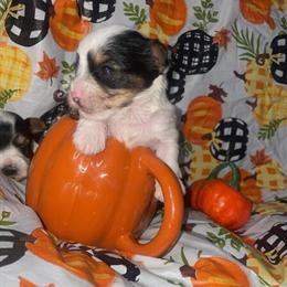 Yorkshire Terrier Parti Boys Ready for Forever Homes in Detroit, mi