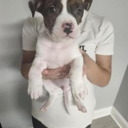 Jack Russell Puppy Available for Adoption in Frankenmuth, mi