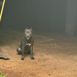Cane Corso Mix - 9 Months Old Female Looking for Forever Home in Atlanta, ga