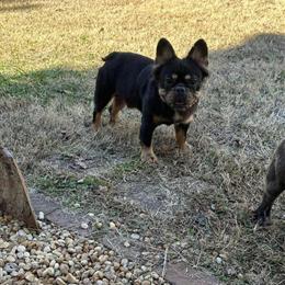 Fluffy French Bulldog Available for Stud in Atlanta, ga