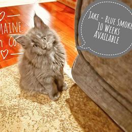 Maine Coon Kittens Available - 12 Weeks Old in Detroit, mi