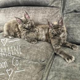 Maine Coon Kittens for Adoption - Price Reduced! in Detroit, mi
