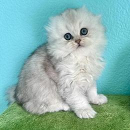 Scottish Fold Kitten for Adoption in Antelope, ca