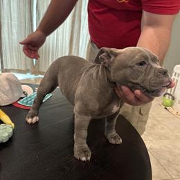 14 Week Old Pocket Bullies for Adoption in Port Saint Lucie, fl