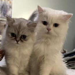 Persian Kittens Expected Soon in Upper Marlboro, md