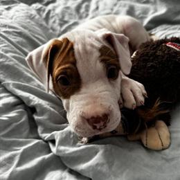 Male Staffordshire Puppy Available - 7 Weeks Old in Wentzville, mo