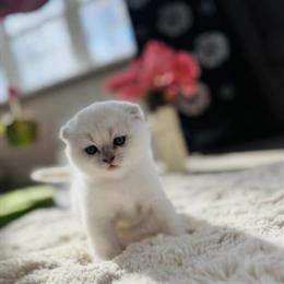 Male Scottish Fold Kitten Available for Loving Home - TICA Registered in Charlottesville, va