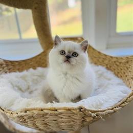 Scottish Straight Female Kitten Looking for a Loving Home in Charlottesville, va