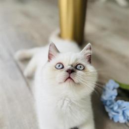 Scottish Straight Female Kitten Seeking Loving Home in Charlottesville, va