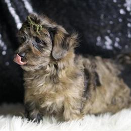 Yorkiepoo puppies ready for forever homes in Chicago, il