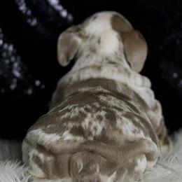 English Bulldog Puppies Ready for Forever Homes in Chicago, il