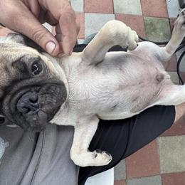 Pug puppies available, kennel trained and ready for homes in Fayetteville, nc