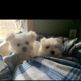 Maltese puppies available, one male and one female! in Greenville, mi