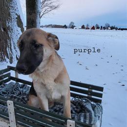 German Shepherd Puppies - AKC Registered and Ready for New Homes in Nappanee, in