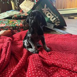 German Shorthaired Pointer Puppies - AKC Registered with Champion Bloodlines Ready for Christmas in Eau Claire, wi