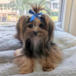 Yorkshire Terrier Puppies Expected in May in Grand Blanc, mi