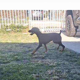 Female Doberman Pinscher, 8 Months Old, Ready for a Loving Home in Homestead, fl