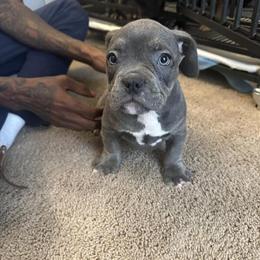 Bully Puppies for Adoption in Richmond, va