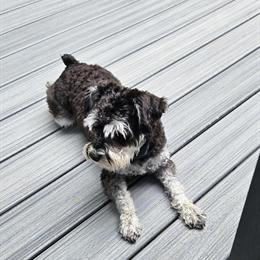 Female Miniature Schnauzers for Rehoming in Ashville, oh