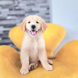 Purebred Golden Retriever Puppies Available in Lehigh Acres, fl