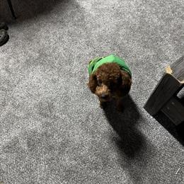 9 Month Old Male Red Miniature Poodle for Adoption in Jackson, mi