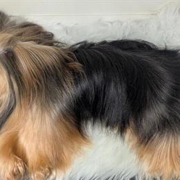 Yorkshire Terrier Stud Service - AKC Registered in Grand Blanc, mi