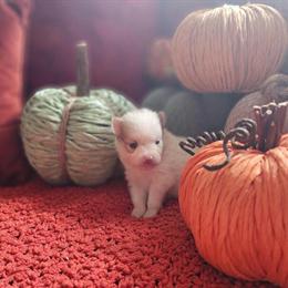 Pomeranian Puppies Ready Now in NJ in Mays Landing, nj