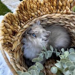 Purebred Persian and Persian/Ragdoll Kittens Ready for Homes in San Diego, ca