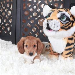 Handsome Dachshund Blaze Available for Pickup in Mount Vernon, oh