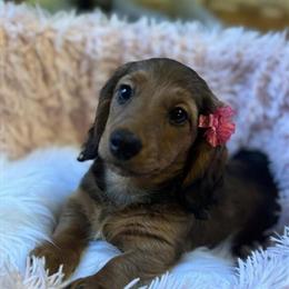 Female Dachshund Puppy Born 9/24/24 for Sale in Kalamazoo, mi
