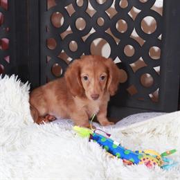 Chocolate Dachshund Puppy Available for Adoption in Mount Vernon, oh