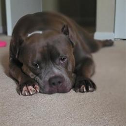 American Bully Male Available for Rehoming in Virginia Beach, va
