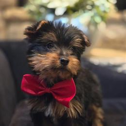 Teacup Yorkshire Terrier Puppy - Teddy in Akron, oh