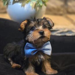 AKC Male Yorkshire Terrier - Bear in Akron, oh